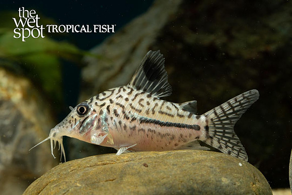 Corydoras leopardus "Leopard Cory"