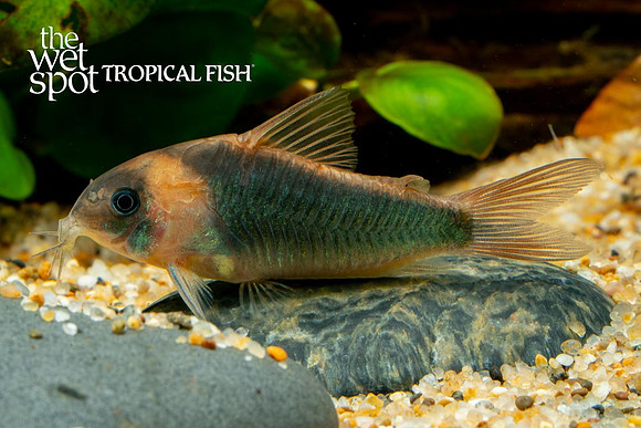 Corydoras eques - Horseman's Cory