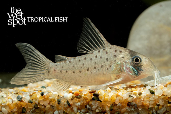 Wet Spot Tropical Fish | Corydoras | Corydoras atropersonatus - Fairy Cory