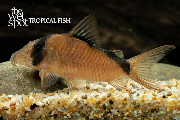 Corydoras simulatus - Olga Cory