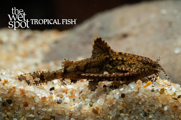 Erethistes jerdoni - Dwarf Anchor Cat