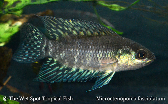 Microctenopoma fasciolatum - Banded Bushfish