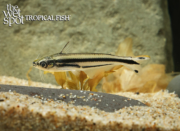 Pareutropius buffei  Swallowtail Glass Cat