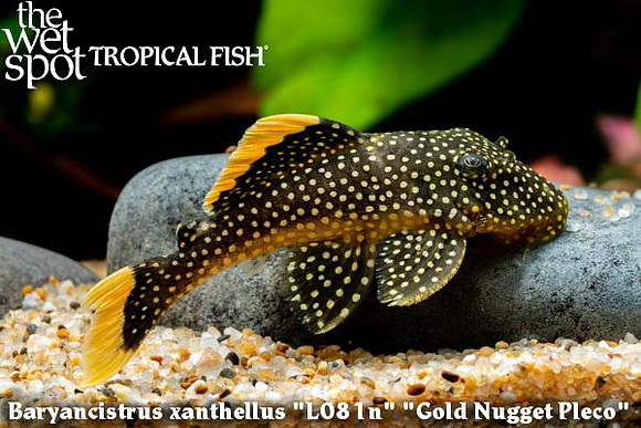 Baryancistrus xanthellus "Fine Spot Gold Nugget" L081n