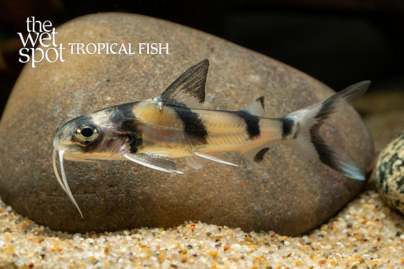 Gagata cenia - Clown Catfish