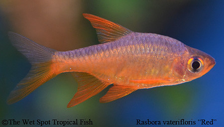 Rasbora vaterifloris "Red Form" - Red Fire Rasbora