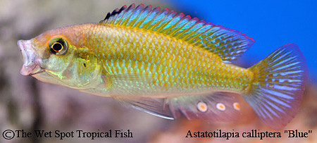 Astatotilapia calliptera "Blue" "Chizumulu Island"