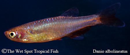 Brachydanio albolineatus - Pearl Danio