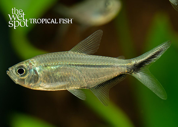 Moenkhausia costae - Black Line Tail Tetra