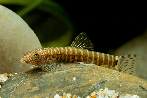 Erromyzon sp. ER02 - Strawberry Spot Sucker Loach