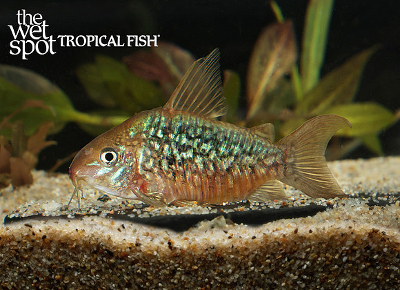 Corydoras pantanalensis