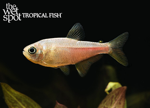 pink lemonade tetra E77A9317