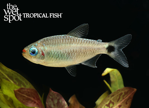 Moenkhausia cosmops "Lipstick Tetra"