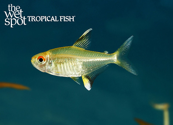 Hyphessobrycon pulchripinnis "Lemon Tetra"