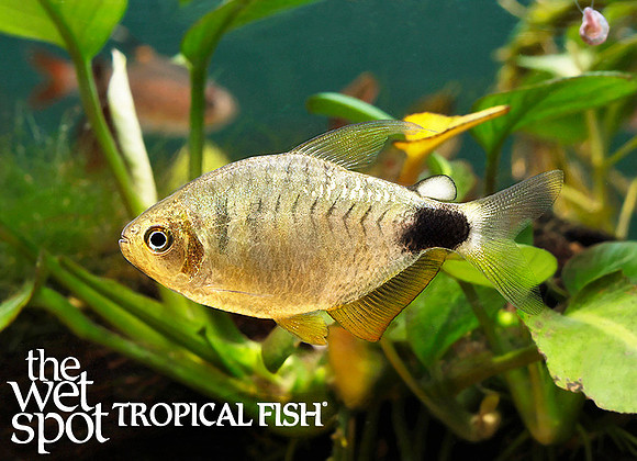 Hyphessobrycon sp. "LaCorte Rosario Sunset Tetra" "Xingu"