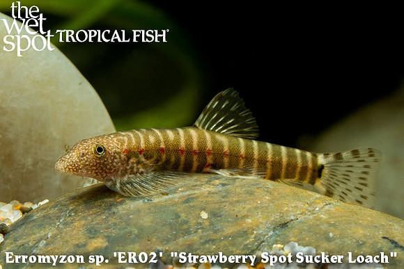 Erromyzon sp. 'ER02' - Strawberry Spot Sucker Loach"