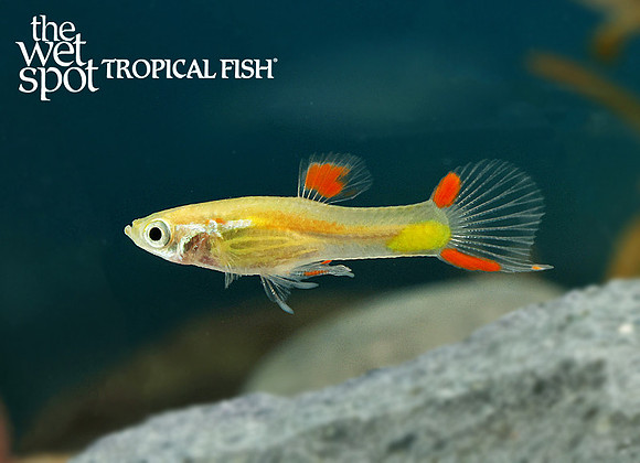 Poecilia cf. wingei  Campoma No. 48 Endler's Live Bearer E77A2035