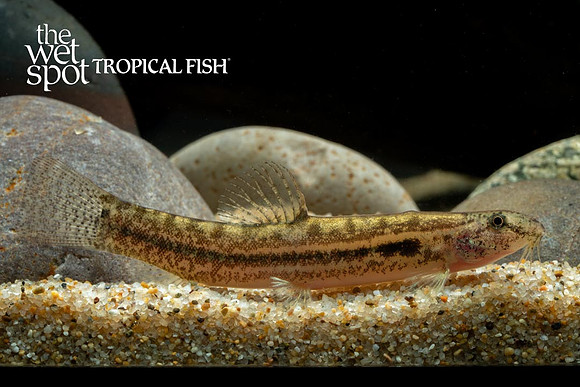 Lepidocephalichthys guntea - Panther Loach