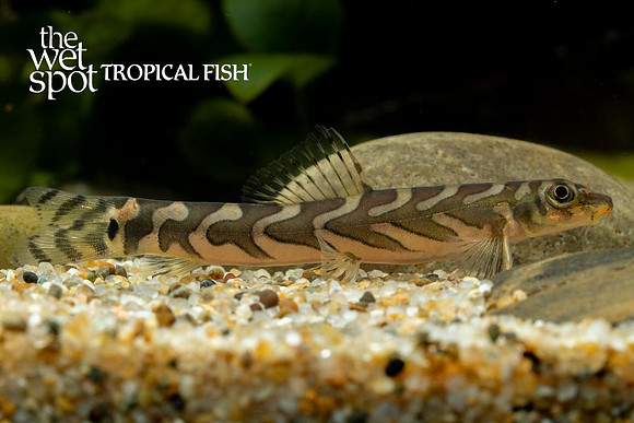 Mesonoemacheilus triangularis - Zodiac/Batik Loach