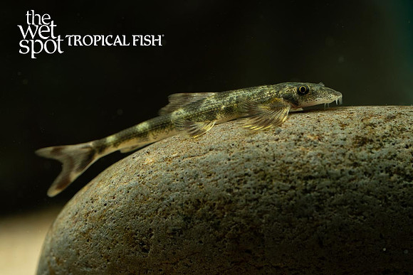 Homalopteroides smithi - Green Gecko Loach