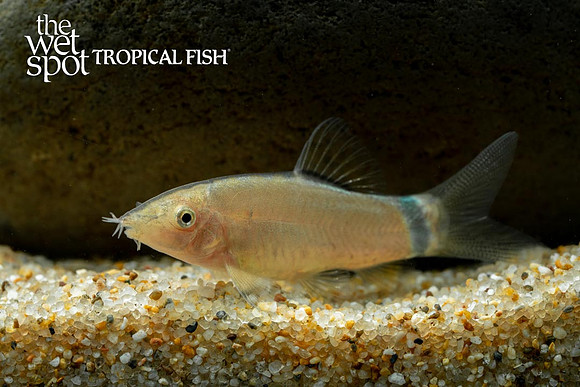Yasuhikotakia morleti - Skunk Loach