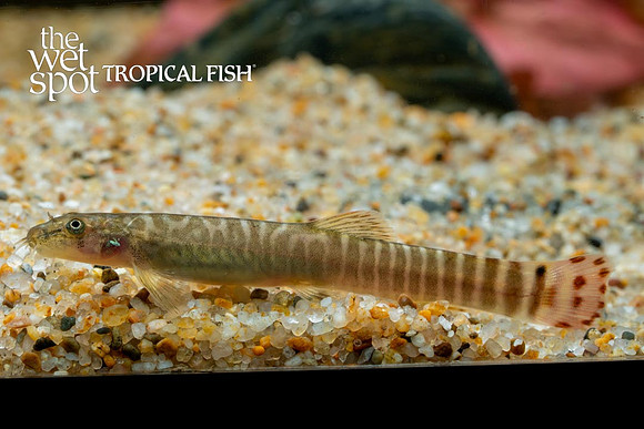 Aborichthys elongatus - Red Tail Zebra Loach