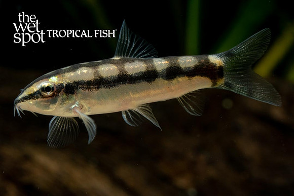 Ambastaia sidthimunki -   Dwarf Chain Loach