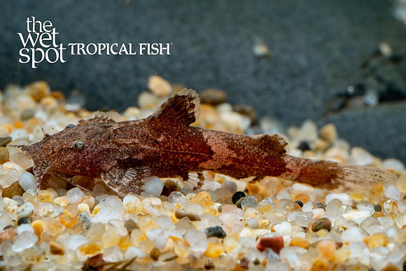 Erethistes horai - Elongate Moth Cat