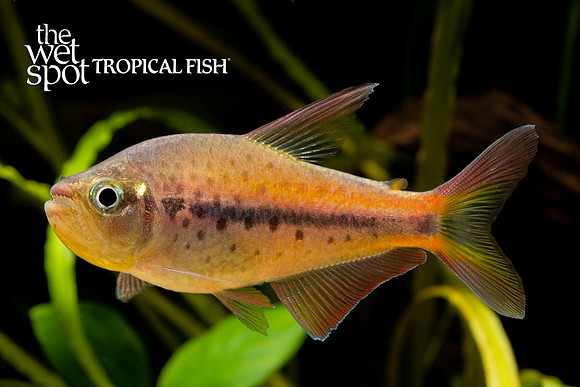 Pseudochalceus kyburzi - Kyburz Tetra