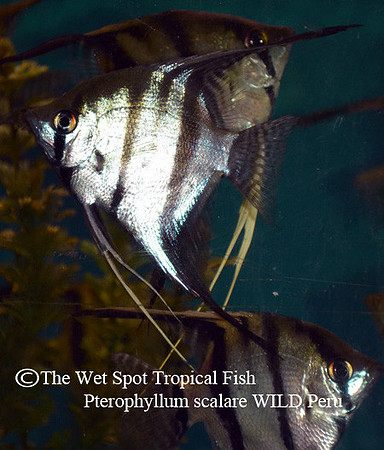 Pterophyllum scalare - Wild Angelfish "Peru"