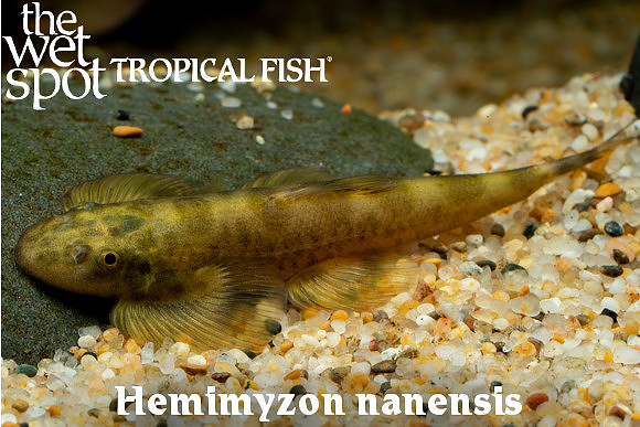 Hemimyzon nanensis