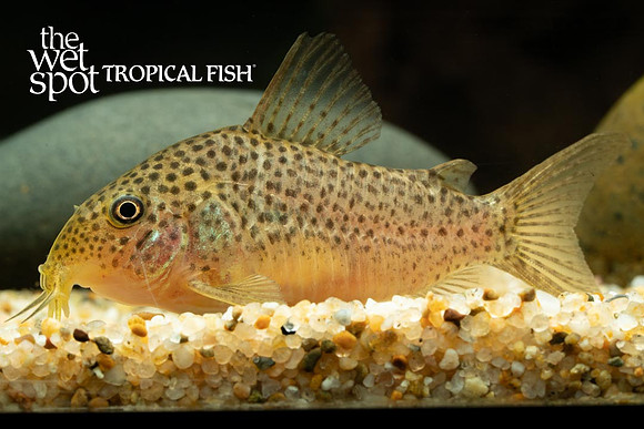 Corydoras apiaka