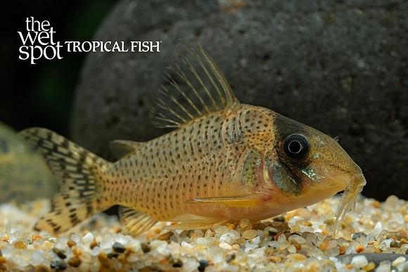 Corydoras sp. C071 "Arua"