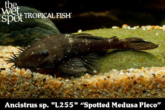Ancistrus sp. L255 "Spotted Medusa"