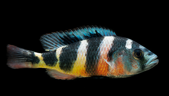 Astatotilapia latifasciata    "Zebra Obliquidens"