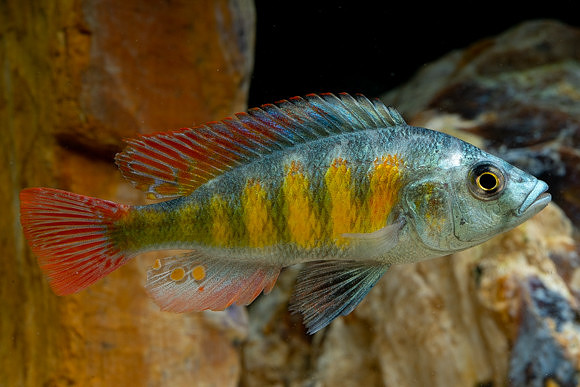 Haplochromis sp.             "Thickskin"