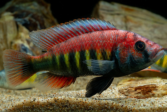 Pundamilia nyererei
