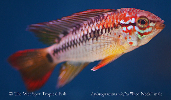 Apistogramma macmasteri