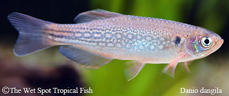 Danio dangila - Mustache Danio