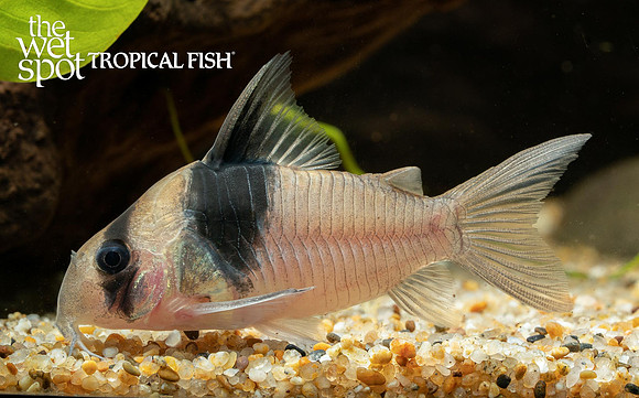 Corydoras sp. CW049 - Diamond Cory