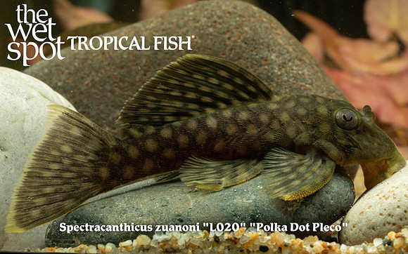 Spectracanthicus zuanoni - L020 - Polka Dot Pleco