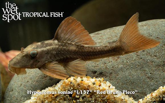 Hypostomus soniae - L137 - Red Bruno Pleco