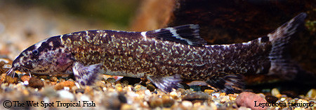 Leptobotia taeniops - Honeycomb Loach