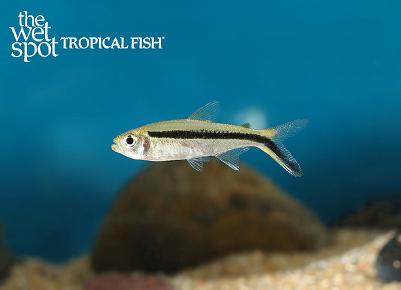 Thayeria boehlkei "Penguin Tetra"
