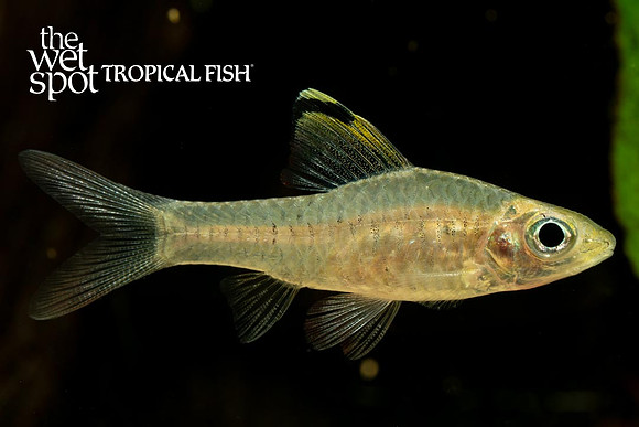 Oreichthys cosuatis - Hi Fin Headstander Barb