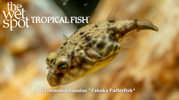 Tetraodon lineatus - Fahaka Pufferfish