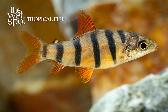 Distichodus sexfasciatus - Six-Banded Distichodus