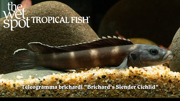 Teleogramma brichardi - Brichard's Slender Cichlid