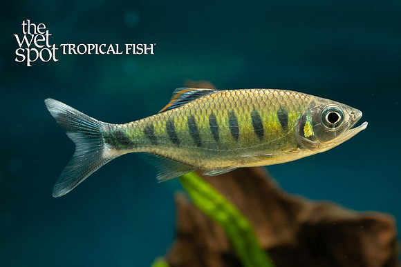 Barilius ardens - Royal Danio