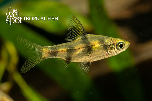 Gold Clown Barb - Pethia gelius